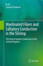 Myelinated Fibers and Saltatory Conduction in the Shrimp